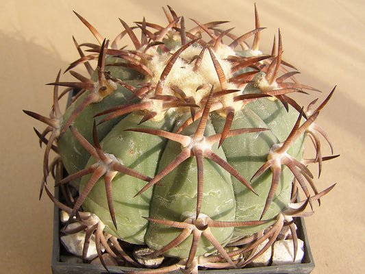 Echinocactus horizonthalonius RC 99 San Pedro de Gallo, Dur - 10 seeds