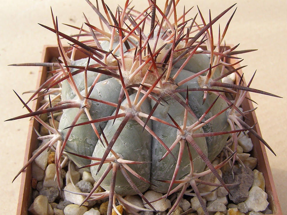 Echinocactus horizonthalonius RC 231 Presa de Guadelupe, Zac - 10 seeds