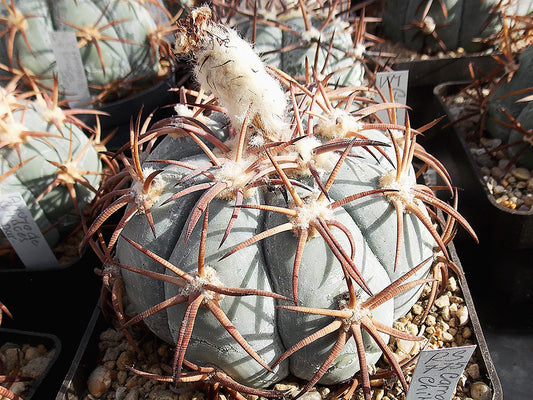 Echinocactus horizonthalonius RS 775 Camargo, Chih