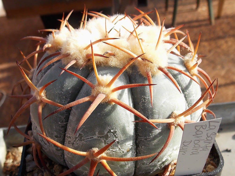 Echinocactus horizonthalonius RC 187 Santa Barbara, Dur - 10 seeds