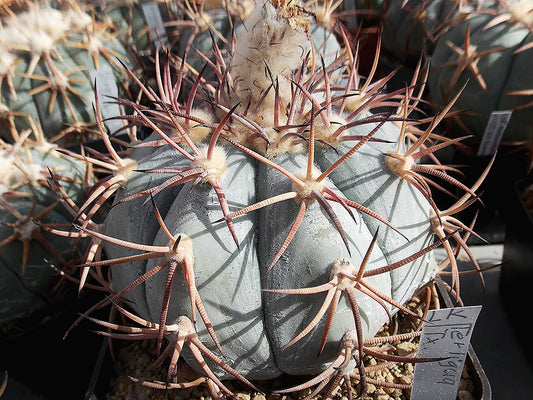 Echinocactus horizonthalonius Terlingua, Tx