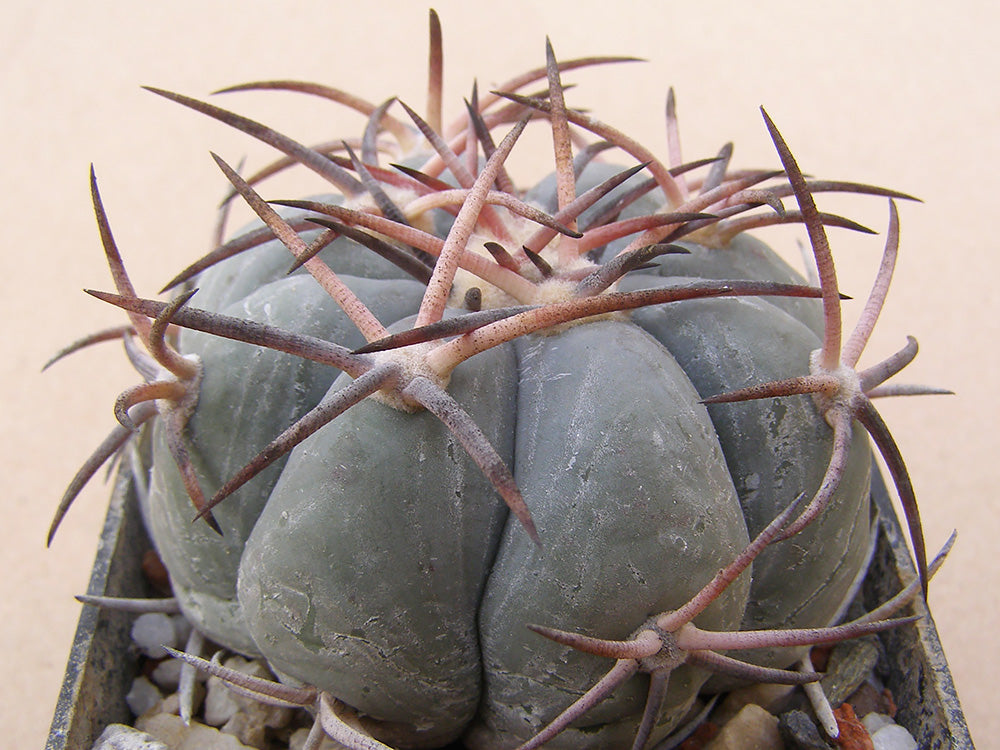 Echinocactus horizonthalonius VZD 1138 Guevaria, Coah  – 10 seeds