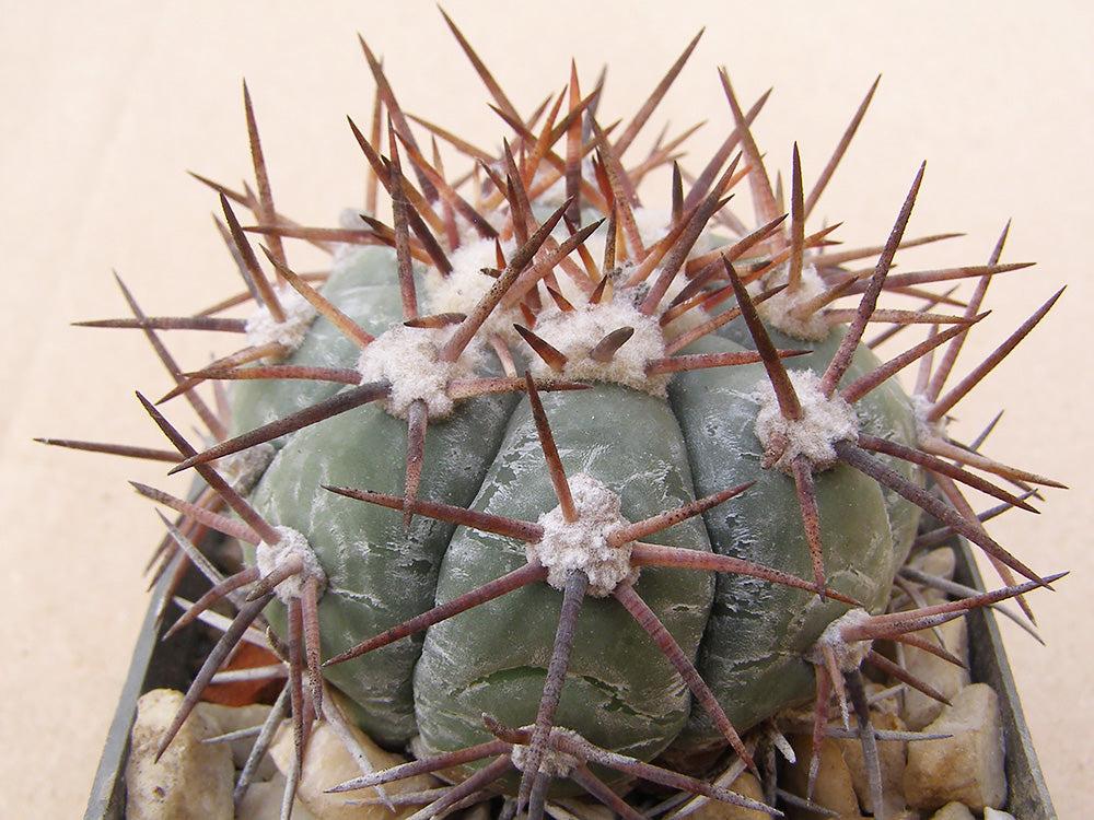 Echinocactus horizonthalonius VZD 1162 San Luisito, NL - 10 seeds