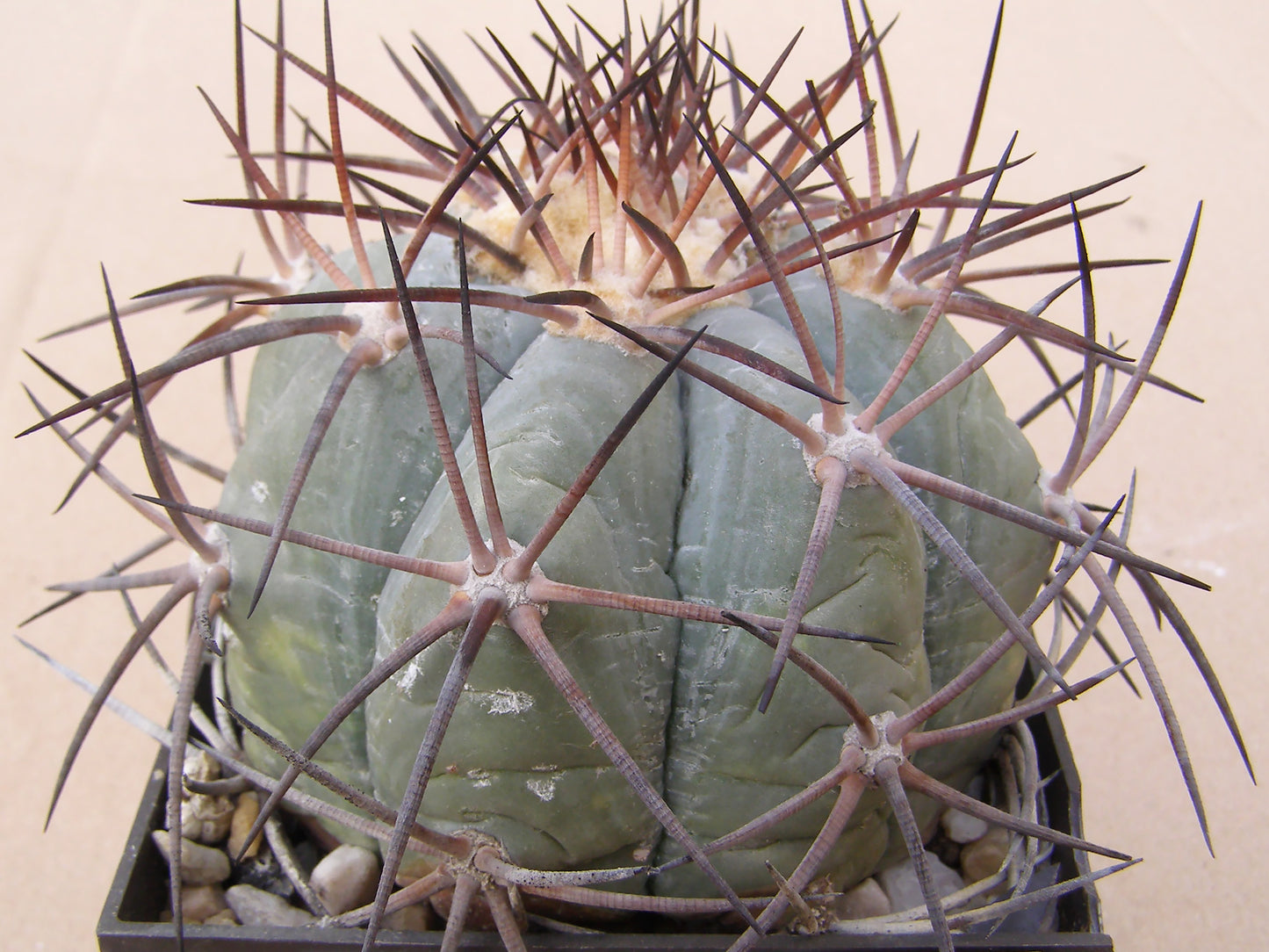 Echinocactus horizonthalonius VZD 289 Bohemia, Coah – 10 seeds