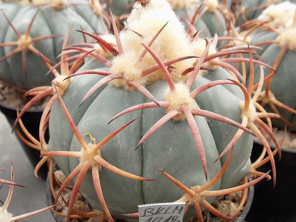 Echinocactus horizonthalonius BKLM 1018 Buen Dia, Dur - 10 seeds