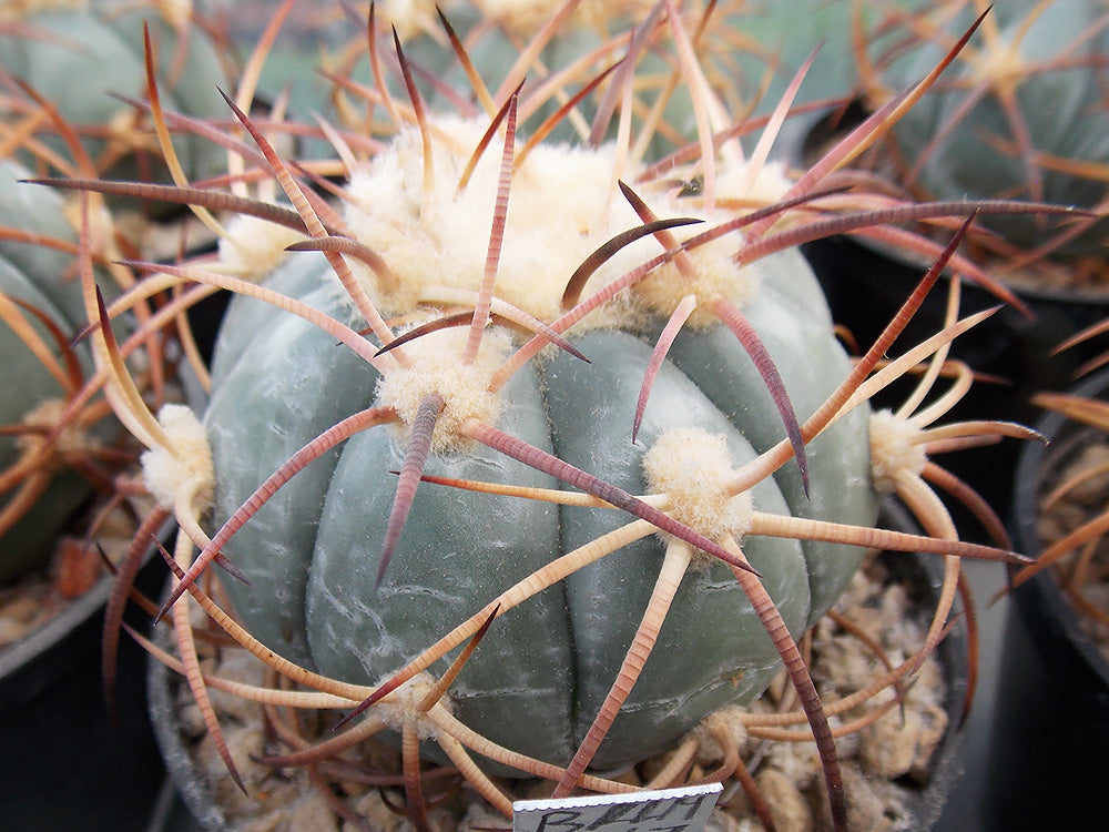 Echinocactus horizonthalonius BKLM 1047 Nueva Reforma, Dur - 10 seeds