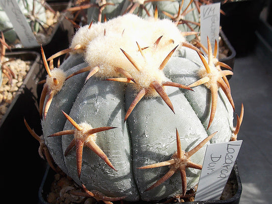 Echinocactus horizonthalonius MMR 71 La Zarca, Dur - 10 seeds