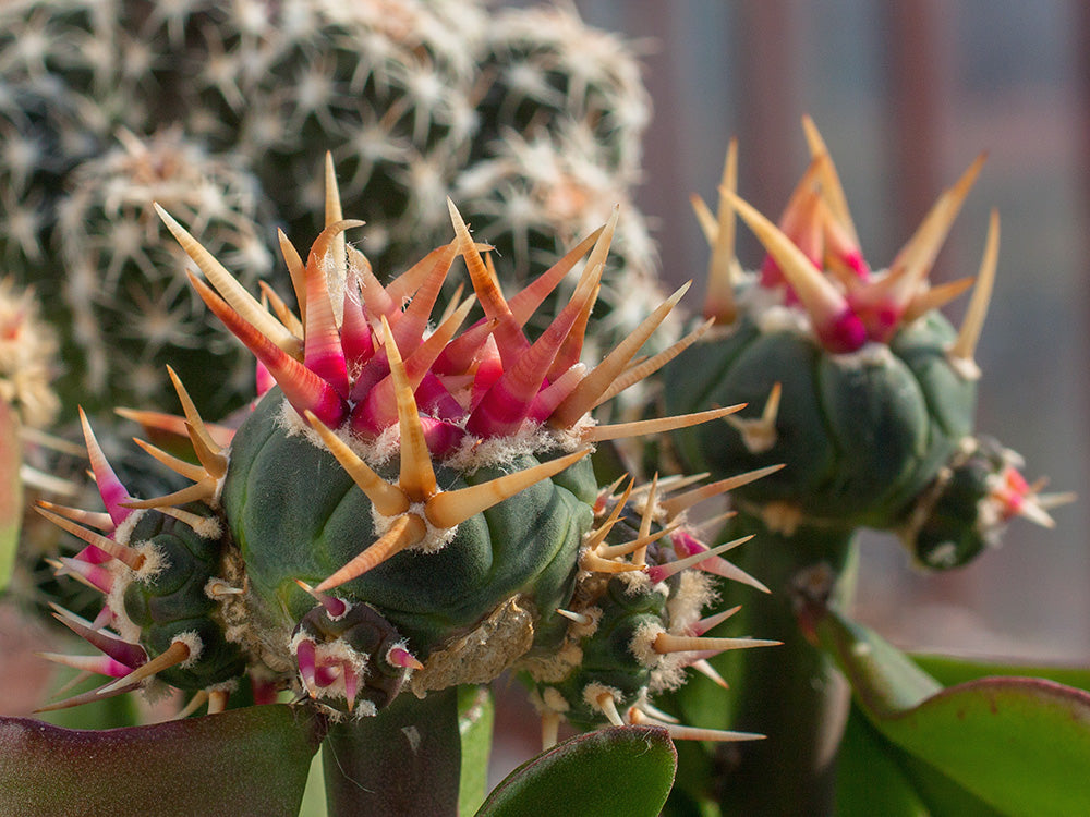 Echinocactus horizonthalonius cv. SHIROTOGE SUIHEIMARU - 10 seeds