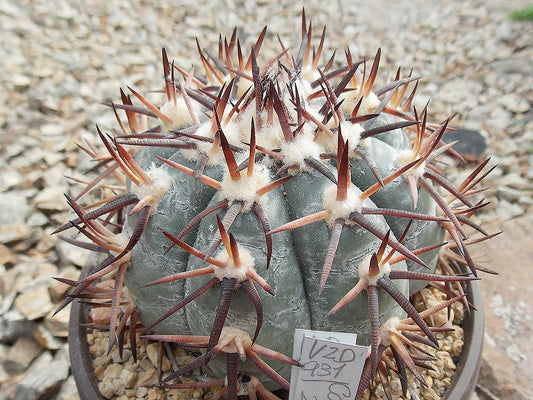 Echinocactus horizonthalonius VZD 931 Caopas, Zac - 10 seeds