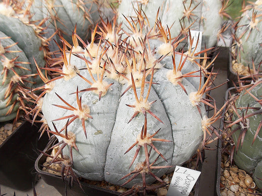 Echinocactus horizonthalonius Ocampo, Coah - 10 seeds