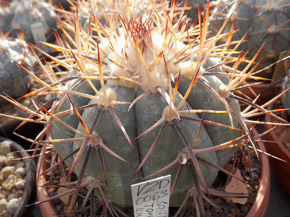 Echinocactus horizonthalonius VZD 63 Saltillo - Torreón, km 134, Coah