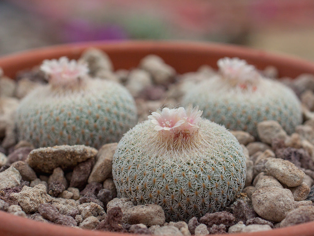 Epithelantha micromeris SB 1327 in der Nähe von Belen, NM