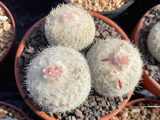 Epithelantha micromeris f. oklahomensis
