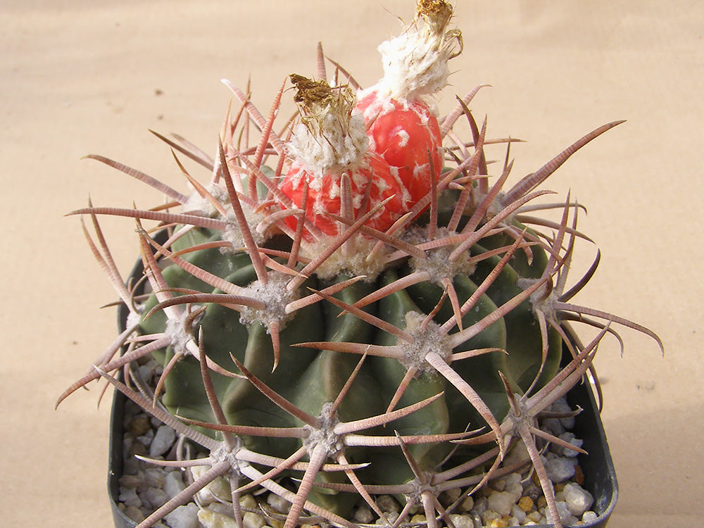 Echinocactus texensis SB 2006 Roswell, Chaves Co, NM – 10 seeds