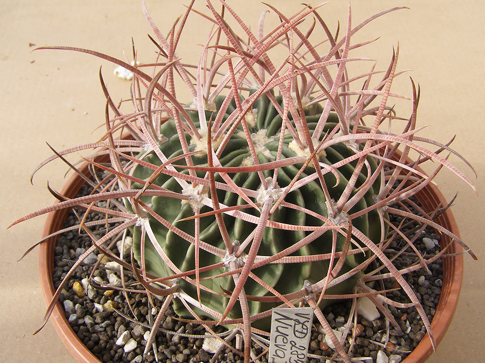 Echinocactus texensis VZD 283 Nuevo Delicias, Coah – 10 seeds