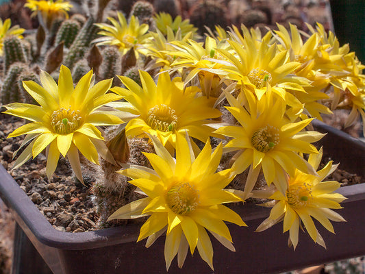 Chamaecereus hybr. yellow flower