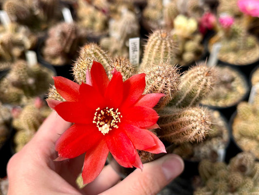 Chamaecereus hybr. Hajek 23.035