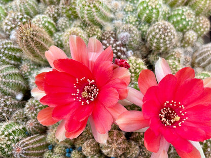 Chamaecereus hybr. Hajek 24.001