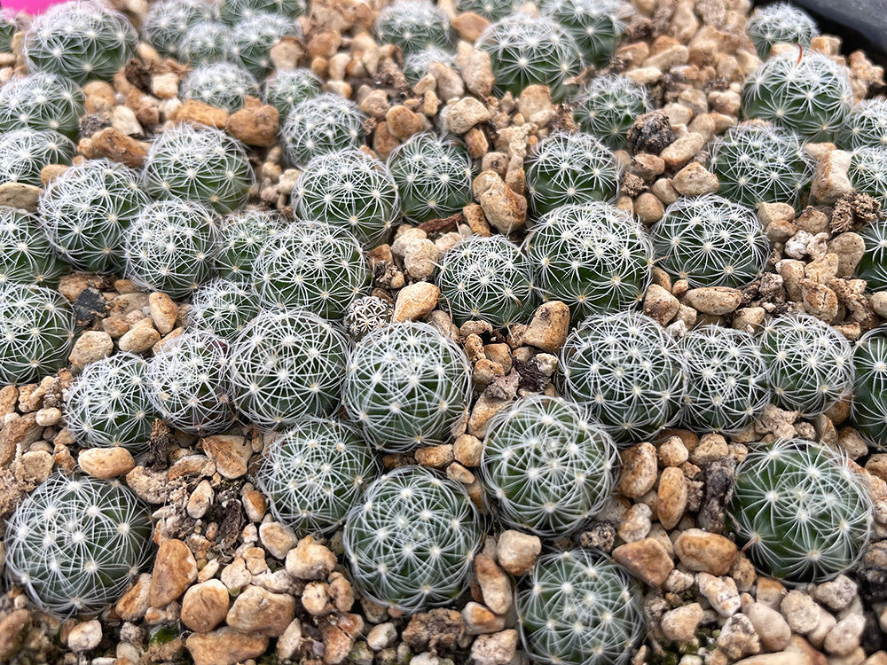 Mammillaria longiflora ssp. stampferi REP 1358 W of El Salto, Dur