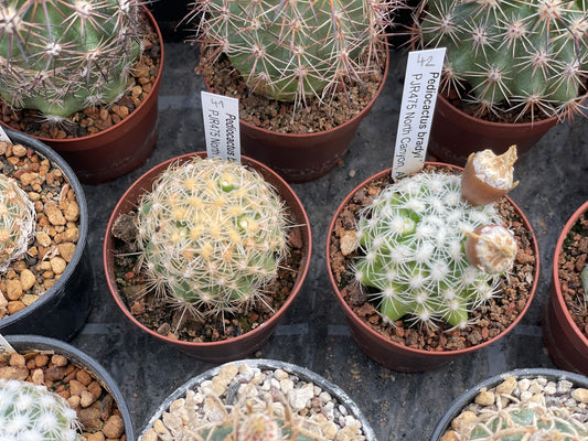 Pediocactus bradyi PJR 475 North Canyon, Az - grafted (1 clone)