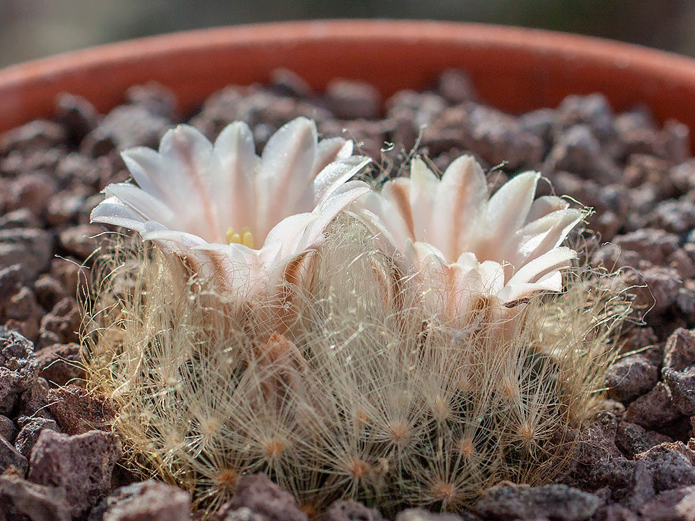 Mammillaria aureilanata MMR 344 Cerritos, SLP