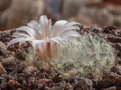 Mammillaria aureilanata MMR 344 Cerritos, SLP