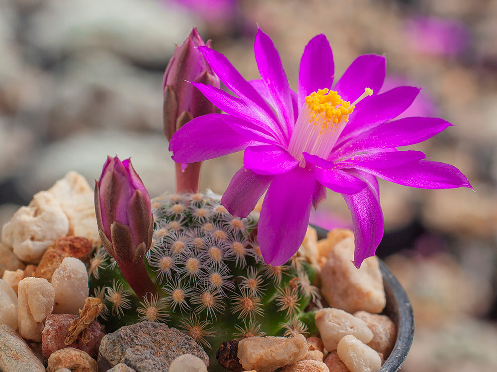 Mammillaria saboae ssp. goldii Nacozari, Son