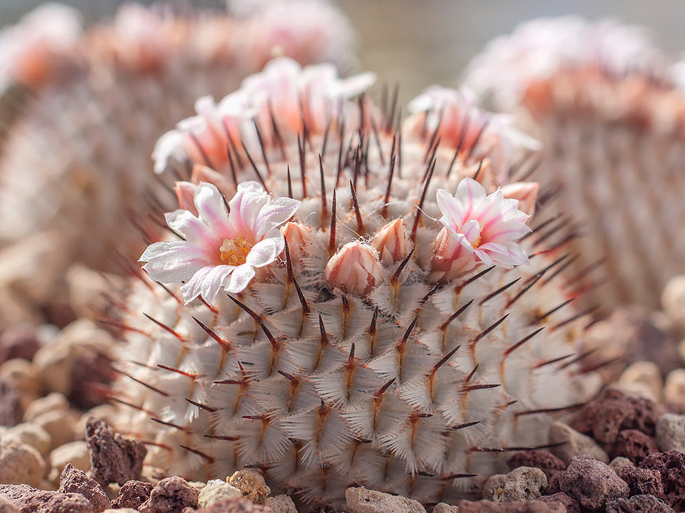 Mammillaria perezdelarosae v. andersoniana VM 698 Villa Garcia, Zac