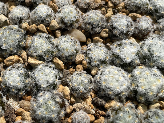 Mammillaria schiedeana, Las Adjuntas, Gto – 10 Samen
