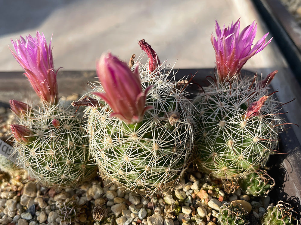 Mammillaria tetrancistra Joshua Tree, Cal