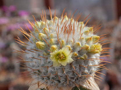 Mammillaria perezdelarosea ssp. andersoniana f. longispina GCG 12621 Santa Barbara, Gto - 10 Samen