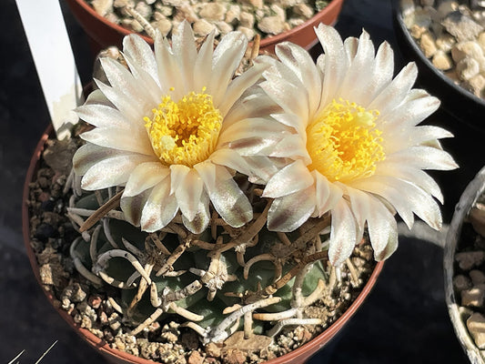 Navajoa peeblesiana PJR 521 Joseph City, Az - grafted