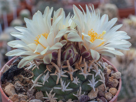 Navajoa peeblesiana ssp. fickeisenii Bedrock Canyon, Az – 10 Samen