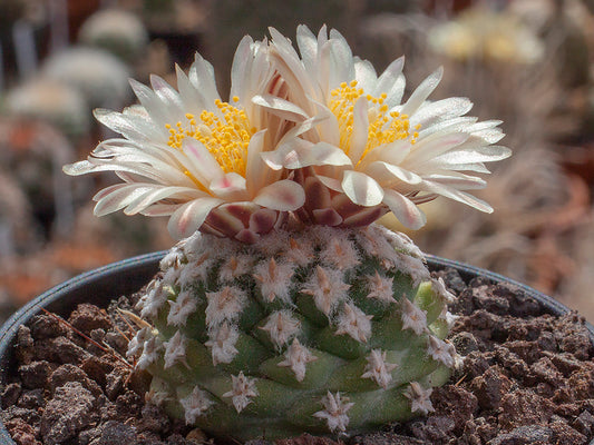 Navajoa peeblesiana ssp. fickeisenii Bedrock Canyon, Az - short spined selection - grafted