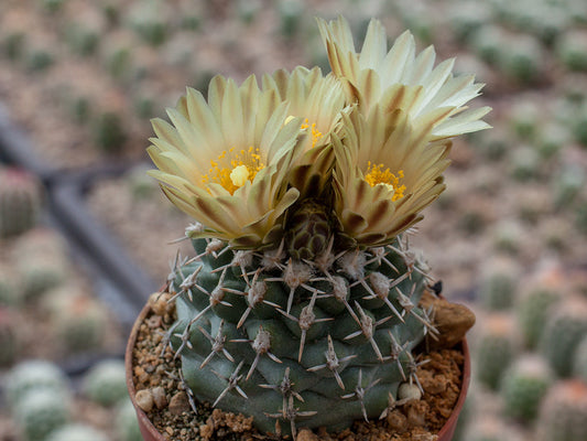 Navajoa peeblesiana ssp. fickeisenii FH 051.0 Hurricane Cliffs, Az - grafted