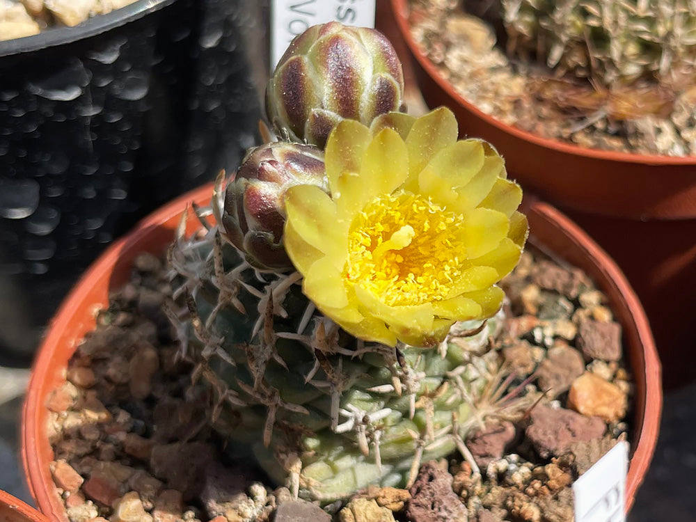Navajoa peeblesiana ssp. fickeisenii FH 051.2 Wolf Hole, Az - grafted