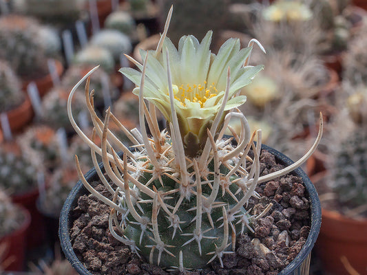 Navajoa peeblesiana ssp. fickeisenii Navajo Trail, Az - grafted