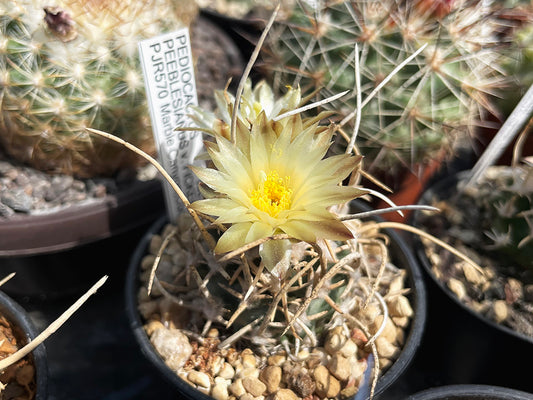 Navajoa peeblesiana ssp. fickeisenii PJR 570 Marble Canyon, Az - grafted