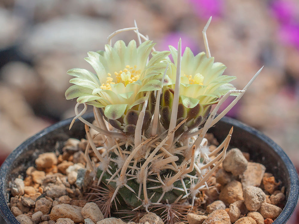 Navajoa peeblesiana ssp. fickeisenii RP 145 Wolf Hole, Mohave Co, Az - grafted