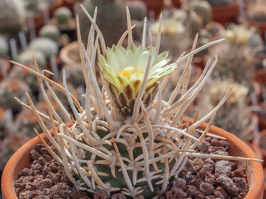 Navajoa peeblesiana ssp. fickeisenii SB 903 Houserock Valley, Az - grafted (1 clone)