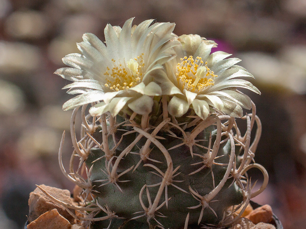 Navajoa peeblesiana ssp. fickeisenii ŠN 023/1 Mt Trumbull Rd, Az – gepfropft