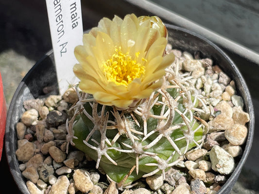 Navajoa peeblesiana f. maia JB 6 w from Cameron, Az - grafted (1 clone)