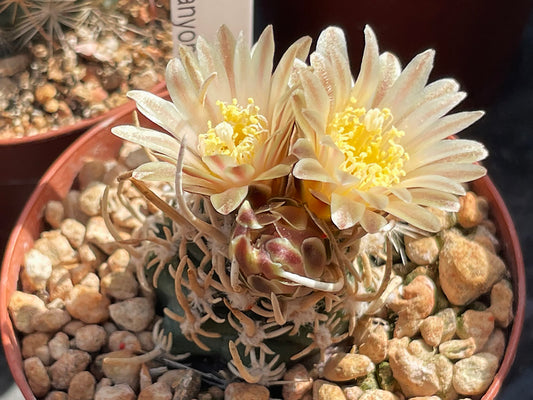 Navajoa peeblesiana f. maia Lz 369 s Grand Canyon, Az - grafted