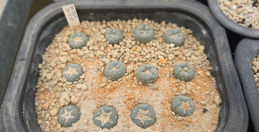 Lophophora williamsii PP 867 Entronque Huizache, SLP