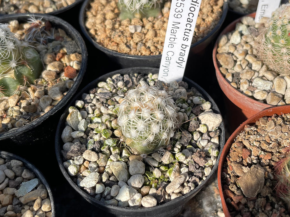 Pediocactus bradyi PJR 539 Marble Canyon, Az- grafted (1 clone)