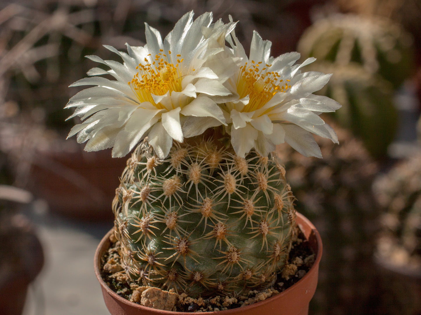 Pediocactus bradyi SB 470 Marble Canyon, Az - grafted