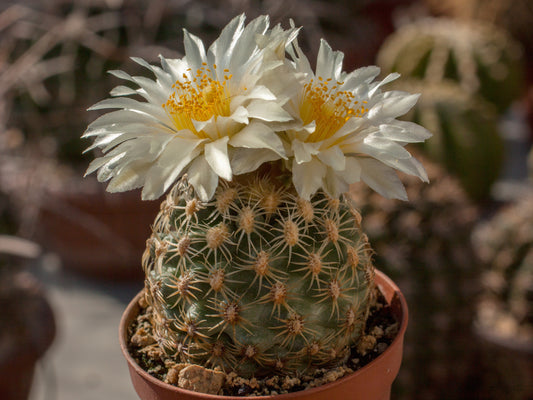 Pediocactus bradyi SB 470 Marble Canyon, Az – 10 Samen