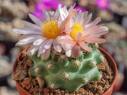 Pediocactus despainii PJR 529 Mesa Bute, Emery Co, Ut - 10 seeds