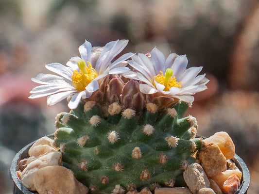 Pediocactus knowltonii SB 304 San Juan Co, NM - 10 seeds