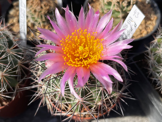 Pediocactus nigrispinus BB 92-3 Wheeler Co, Or - grafted